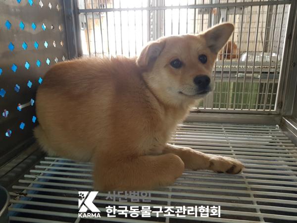 보호중 믹스견의 가…